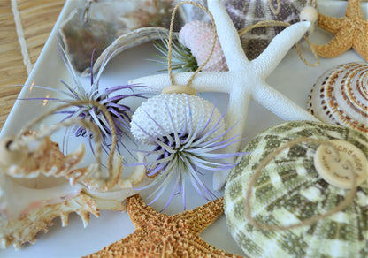 Seashell Ornaments *You choose Type and quantity* Starfish Sea Shells Urchins Hanging Ornaments Beach Coastal Party Wedding favors Air Plant
