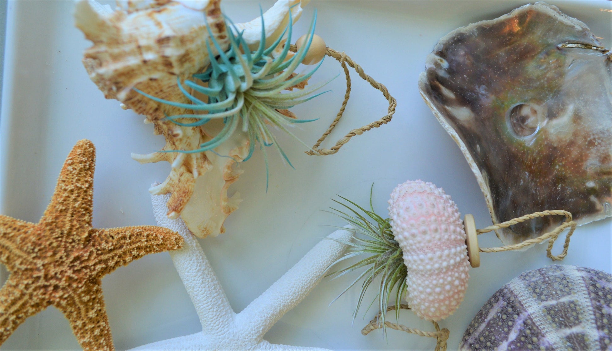 Seashell Ornaments *You choose Type and quantity* Starfish Sea Shells Urchins Hanging Ornaments Beach Coastal Party Wedding favors Air Plant