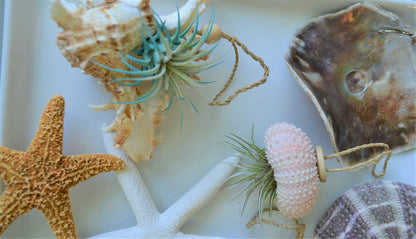 Seashell Ornaments *You choose Type and quantity* Starfish Sea Shells Urchins Hanging Ornaments Beach Coastal Party Wedding favors Air Plant