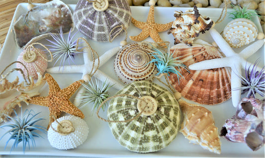 Seashell Ornaments *You choose Type and quantity* Starfish Sea Shells Urchins Hanging Ornaments Beach Coastal Party Wedding favors Air Plant