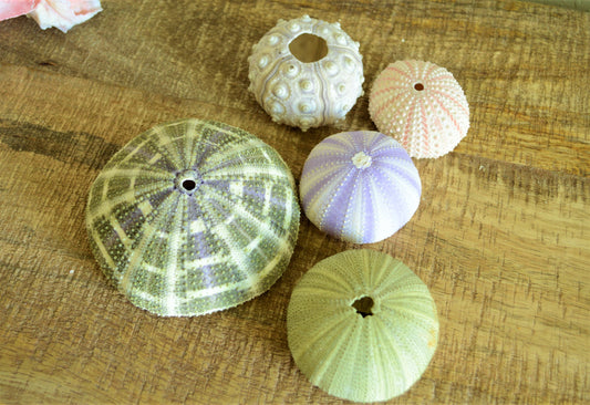 Mystery Beach Box! Various Shells Seashells, Sea Glass, Starfish, Urchins, Sand dollars and more coastal mix