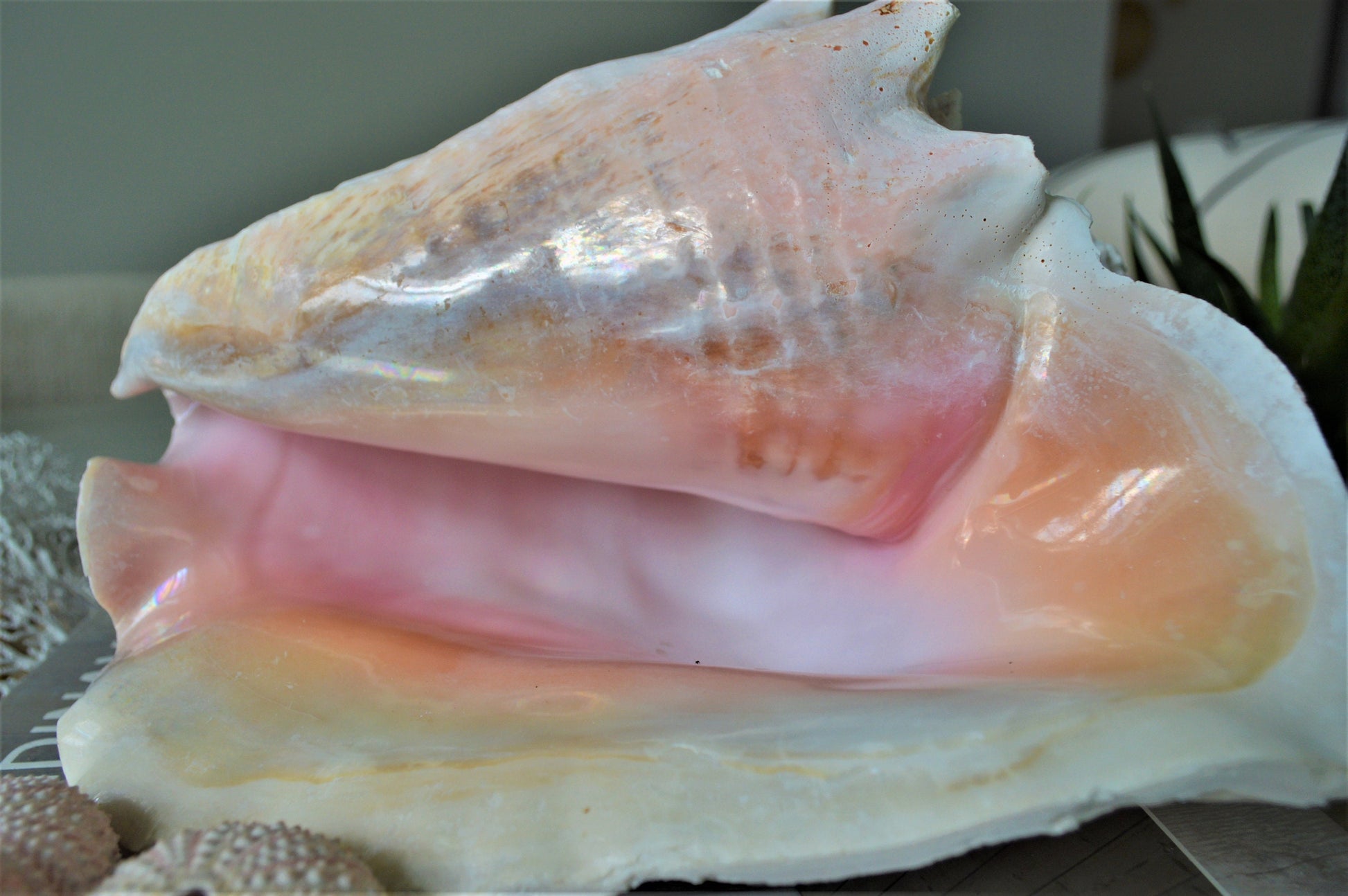 BAHAMA PINK CONCH Shell *All Sizes* Natural Upcycled Sustainable Display Seashell Coastal Home Beach Décor Caribbean Queen