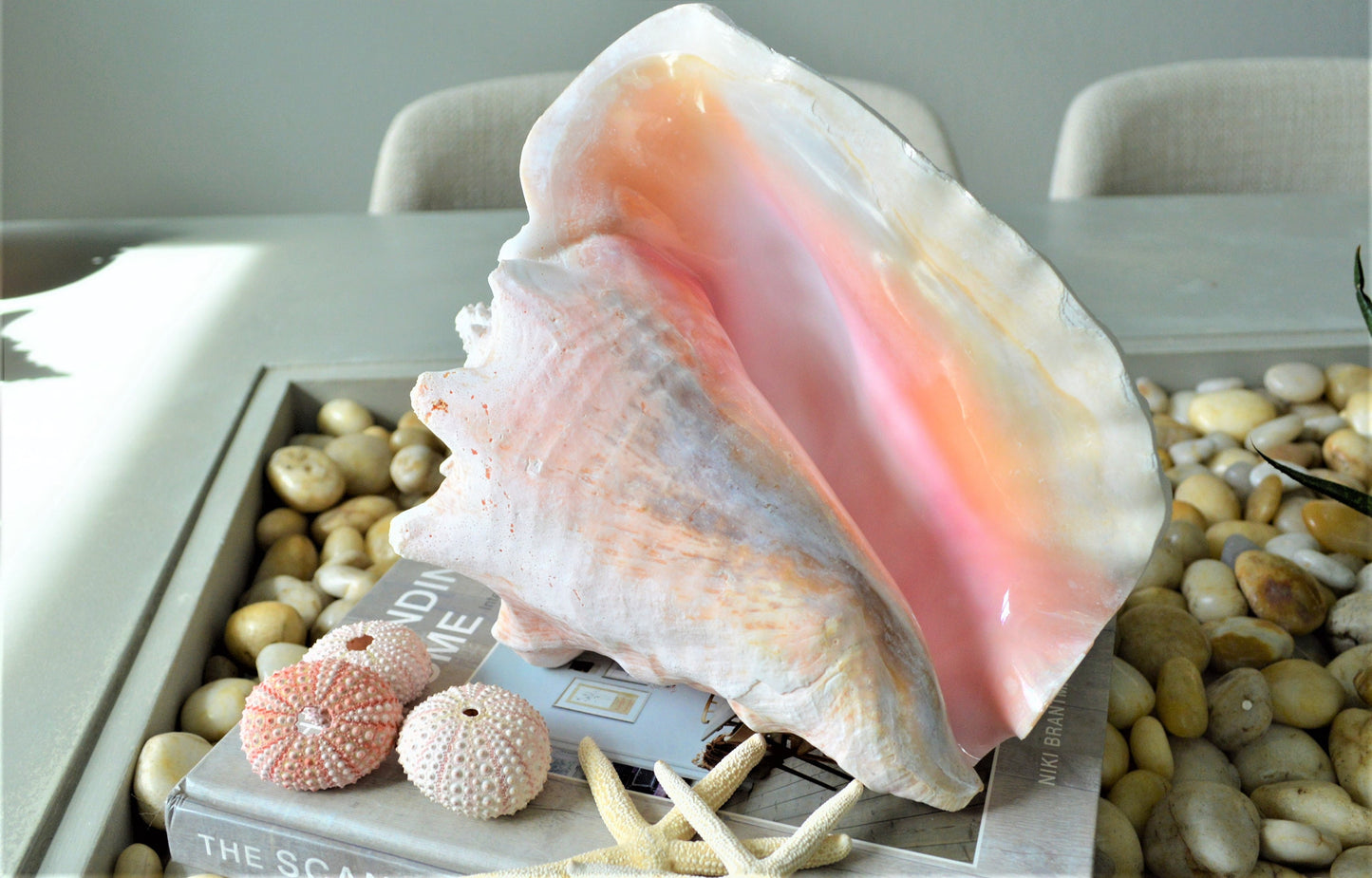 BAHAMA PINK CONCH Shell *All Sizes* Natural Upcycled Sustainable Display Seashell Coastal Home Beach Décor Caribbean Queen