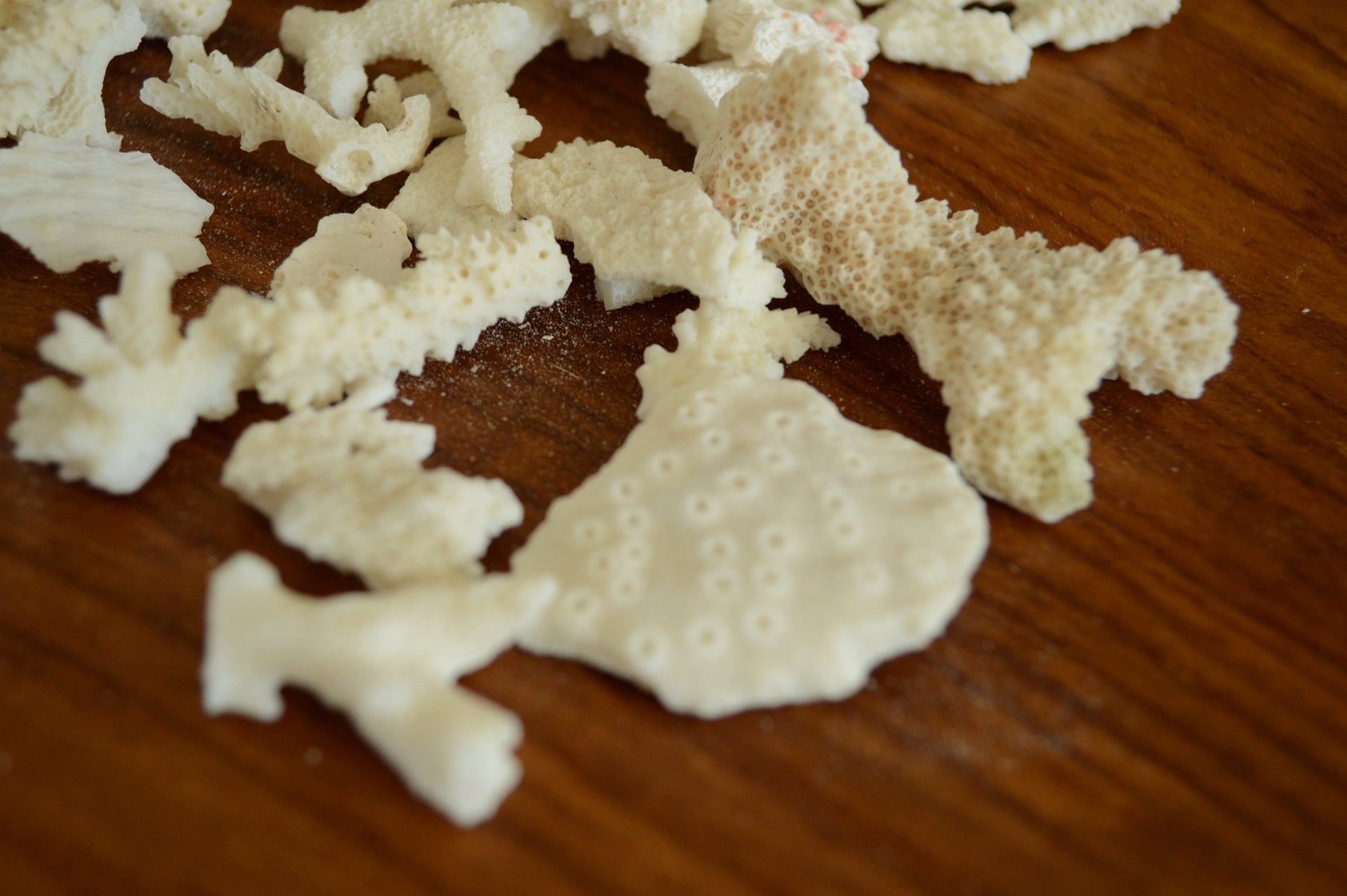 Real Ocean Coral Pieces: 2-4" Coastal Beach Décor, Craft