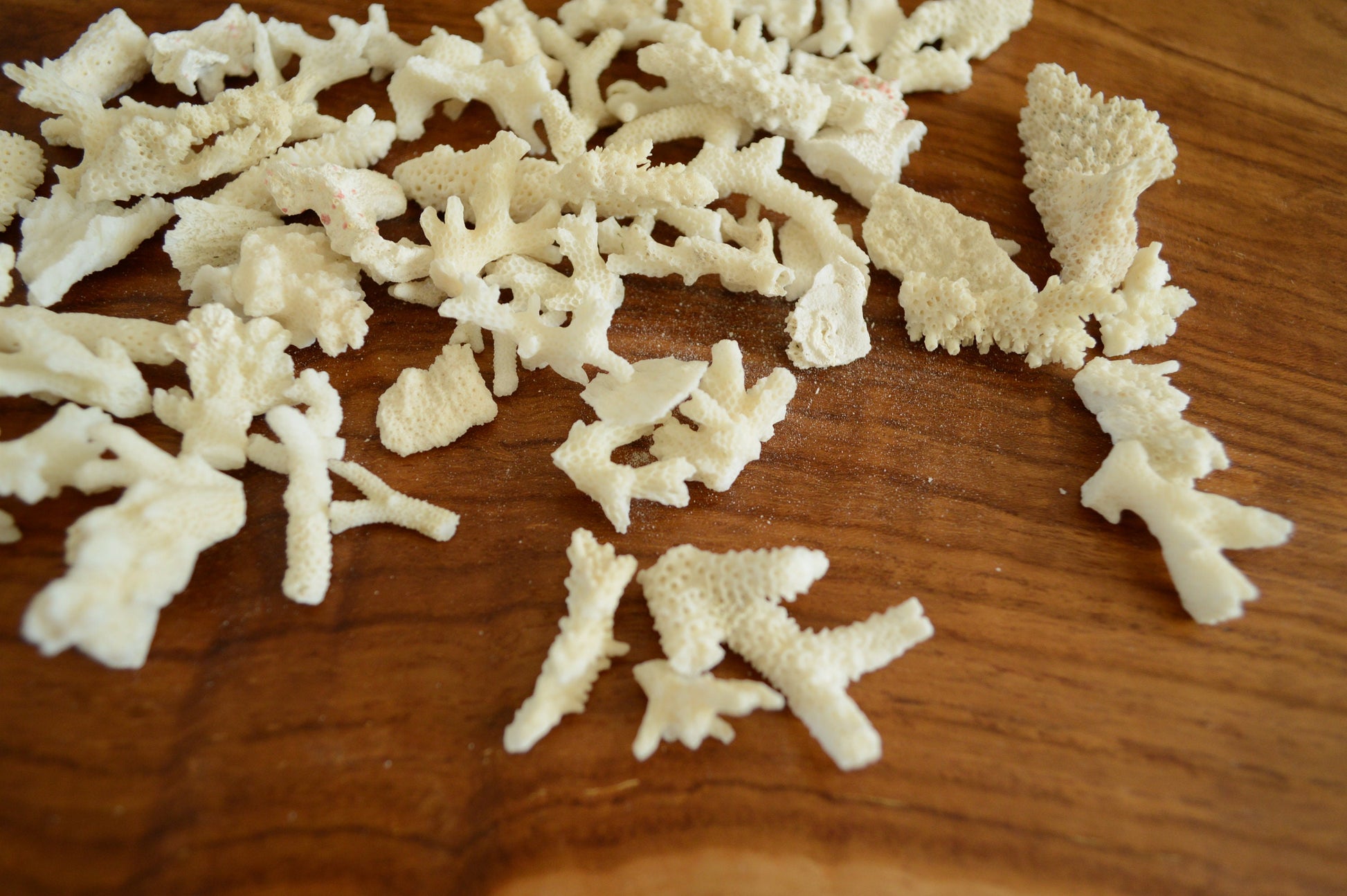 Real Ocean Coral Pieces: 2-4" Coastal Beach Décor, Craft