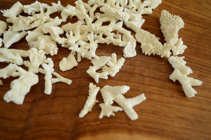 Real Ocean Coral Pieces: 2-4" Coastal Beach Décor, Craft
