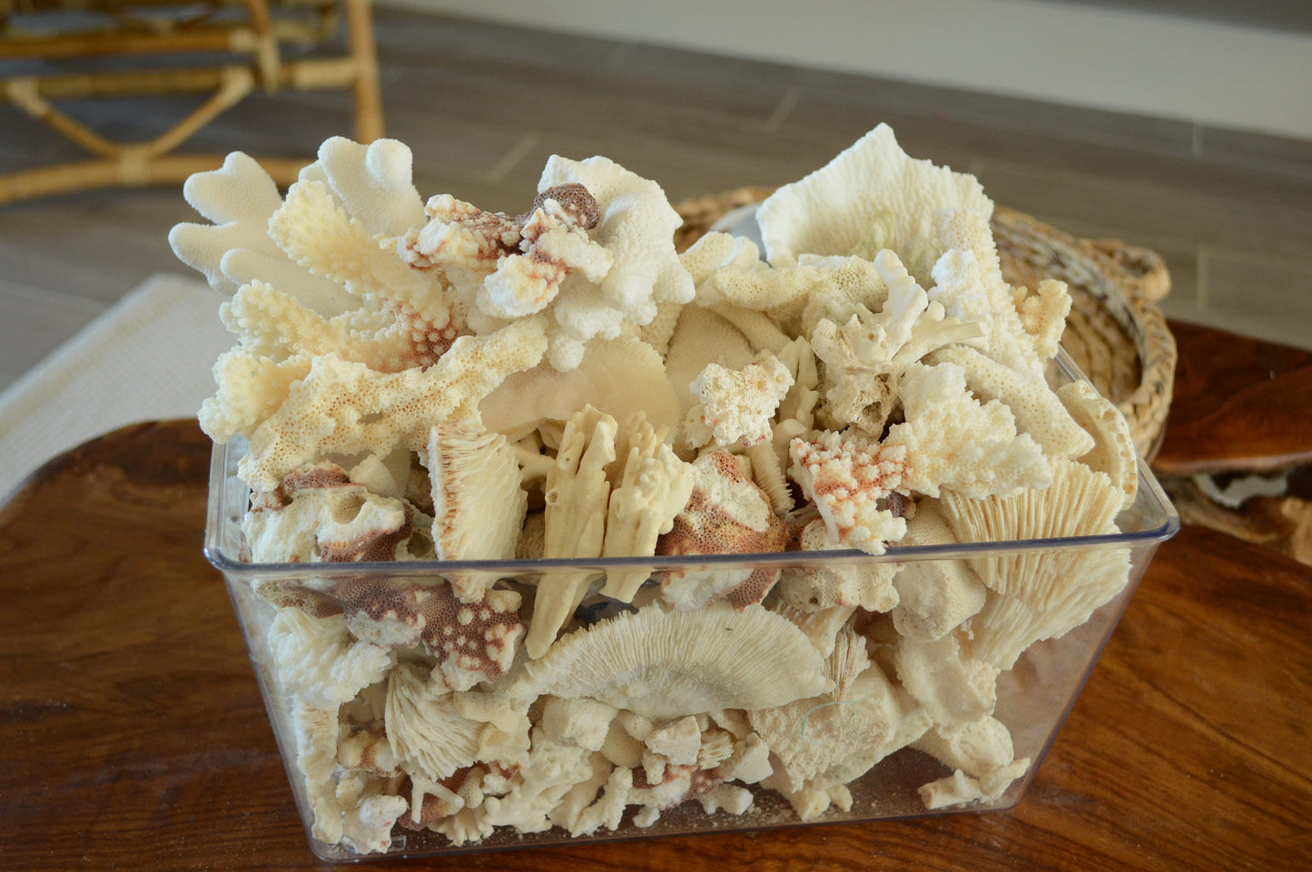 White Coral Rubble 2-4" Pieces *You Choose Size* Craft Seashells Shell Coastal Beach Décor Bowl Filler Fragments