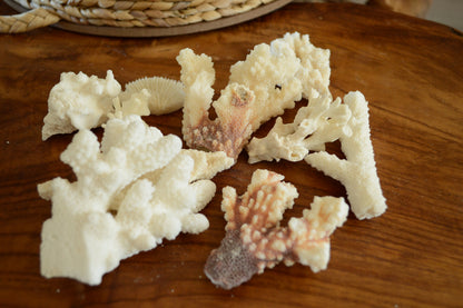 Real Ocean Coral Pieces: 2-4" Coastal Beach Décor, Craft