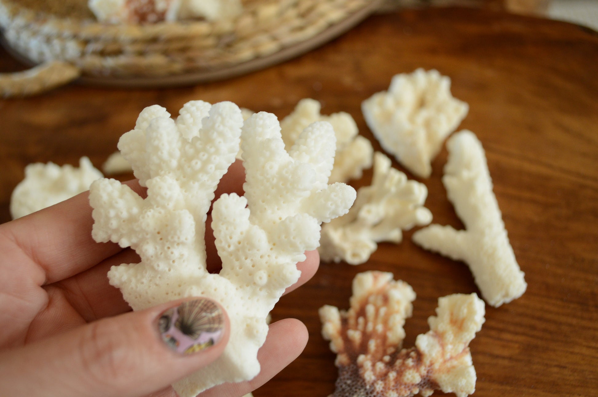 Real Ocean Coral Pieces: 2-4" Coastal Beach Décor, Craft