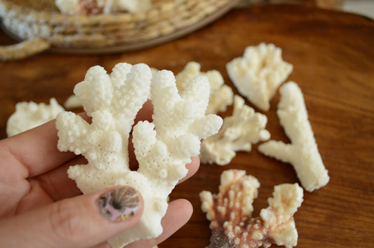 Real Ocean Coral Pieces: 2-4" Coastal Beach Décor, Craft