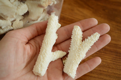 Real Ocean Coral Pieces: 2-4" Coastal Beach Décor, Craft