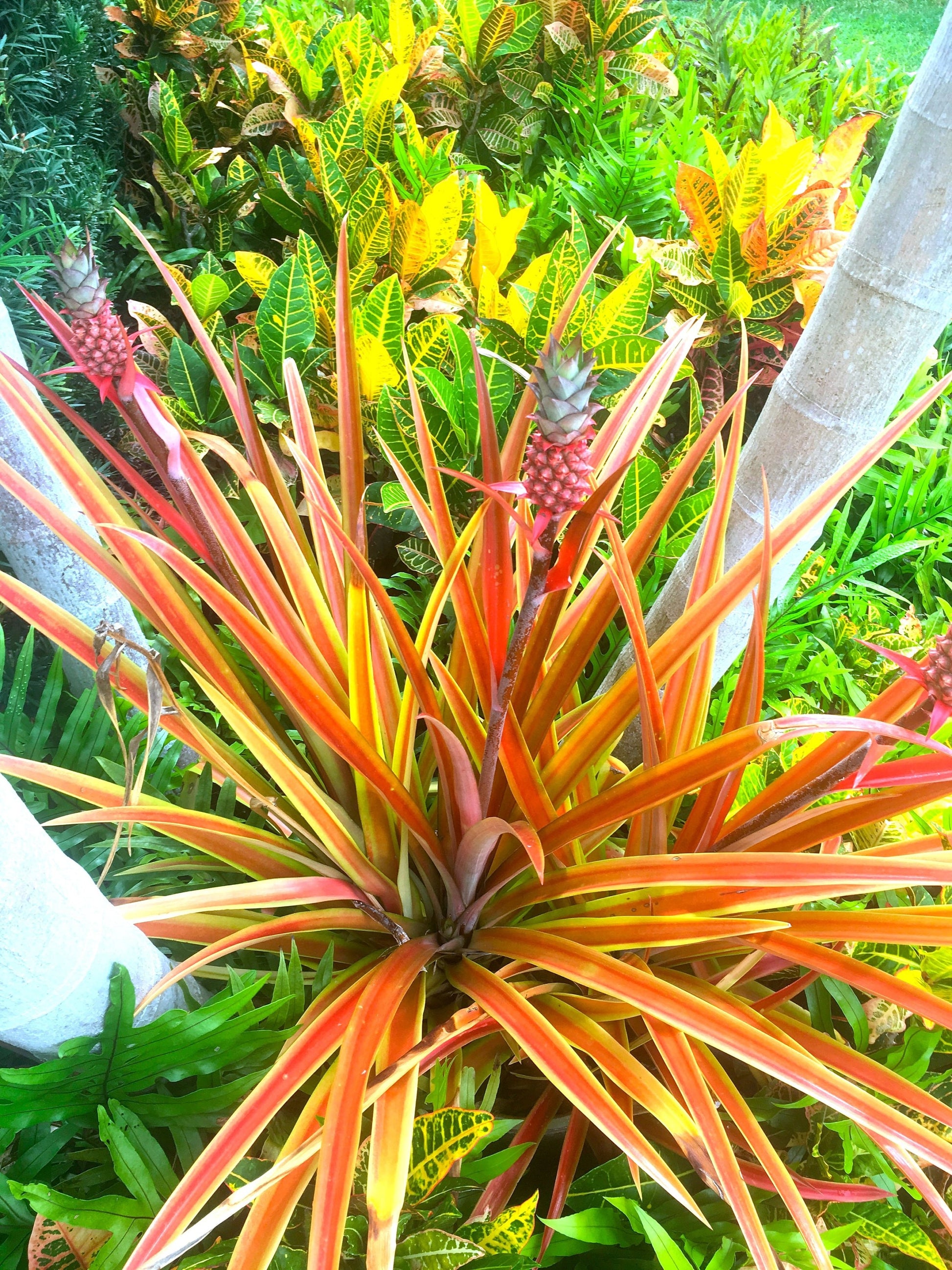 Sunny Florida Mini Red PINEAPPLE Plants 8-24" Tall Spineless Modern Architectural Tropical Vegetation House Plant Ornamental