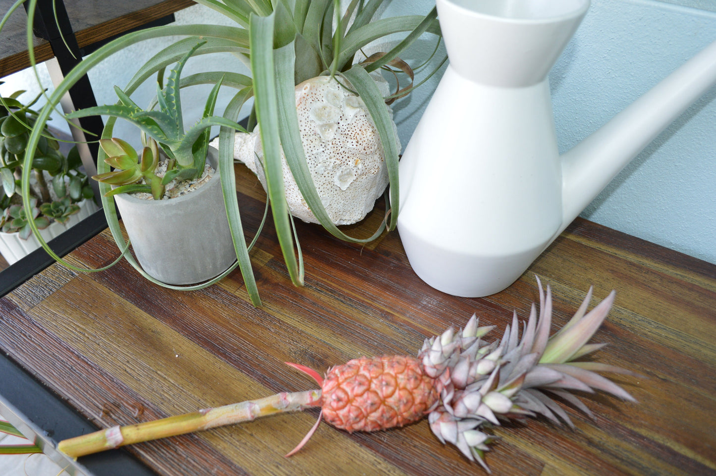 Sunny Florida Mini Red PINEAPPLE Plants 8-24" Tall Spineless Modern Architectural Tropical Vegetation House Plant Ornamental