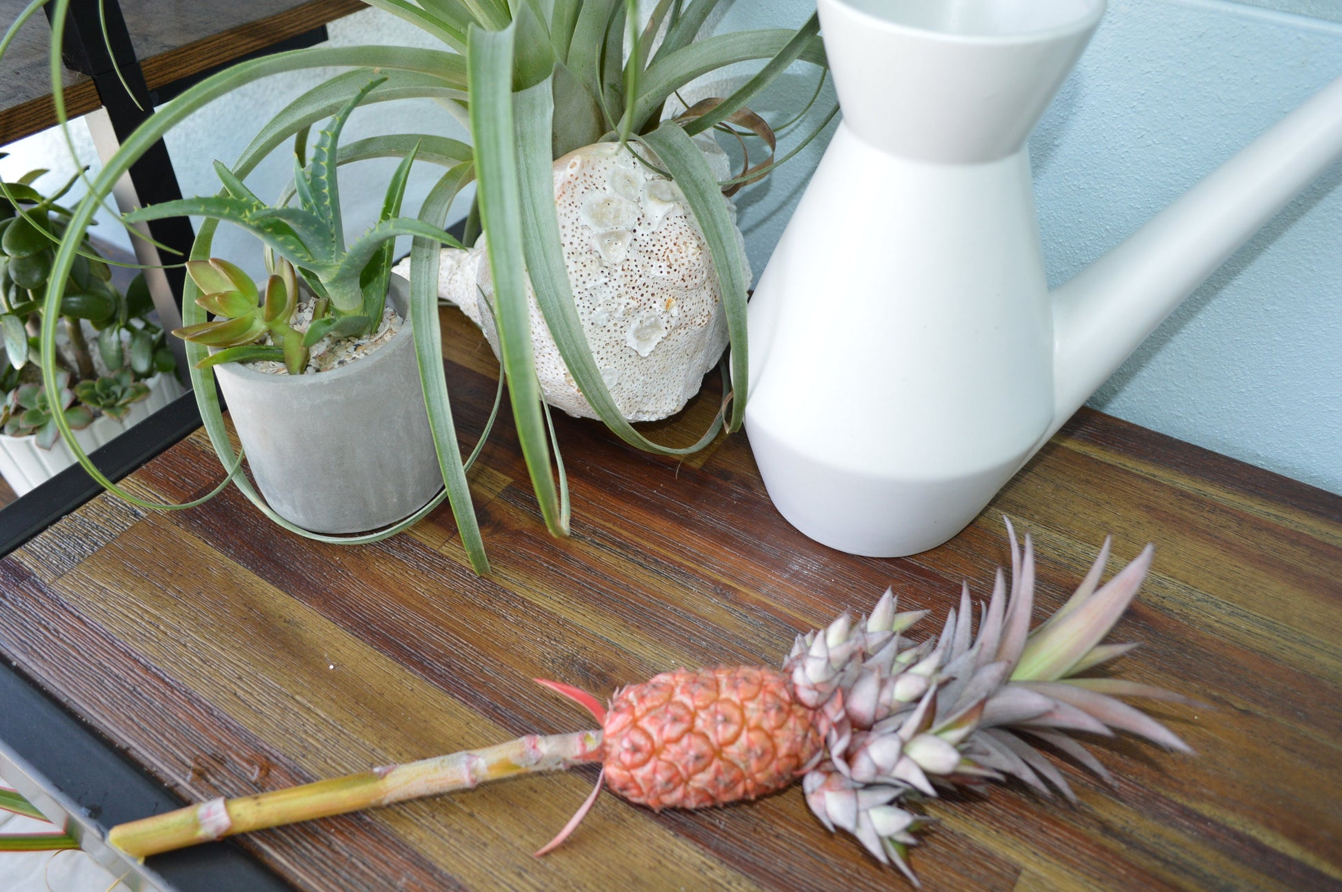 Sunny Florida Mini Red PINEAPPLE Plants 8-24" Tall Spineless Modern Architectural Tropical Vegetation House Plant Ornamental