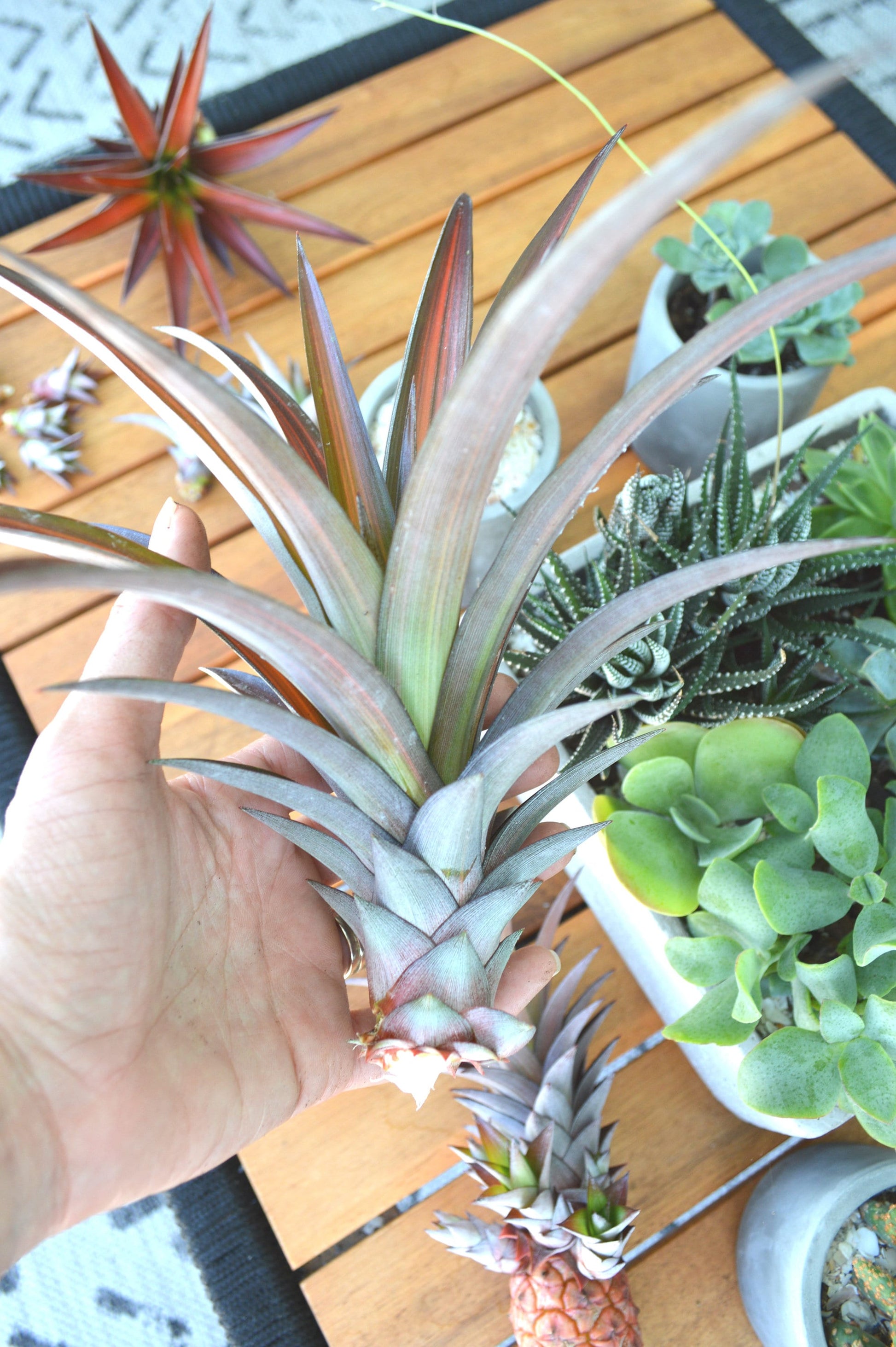 Sunny Florida Mini Red PINEAPPLE Plants 8-24" Tall Spineless Modern Architectural Tropical Vegetation House Plant Ornamental