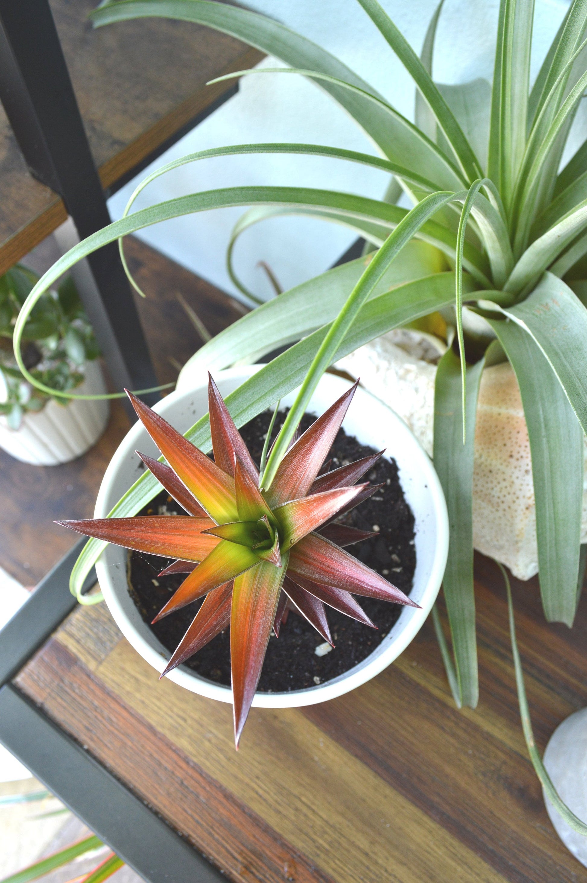 Sunny Florida Mini Red PINEAPPLE Plants 8-24" Tall Spineless Modern Architectural Tropical Vegetation House Plant Ornamental