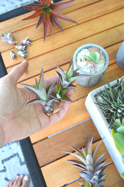 Sunny Florida Mini Red PINEAPPLE Plants 8-24" Tall Spineless Modern Architectural Tropical Vegetation House Plant Ornamental