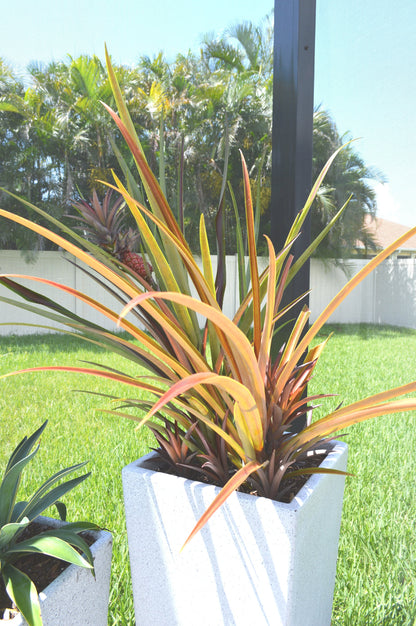 Sunny Florida Mini Red PINEAPPLE Plants 8-24" Tall Spineless Modern Architectural Tropical Vegetation House Plant Ornamental