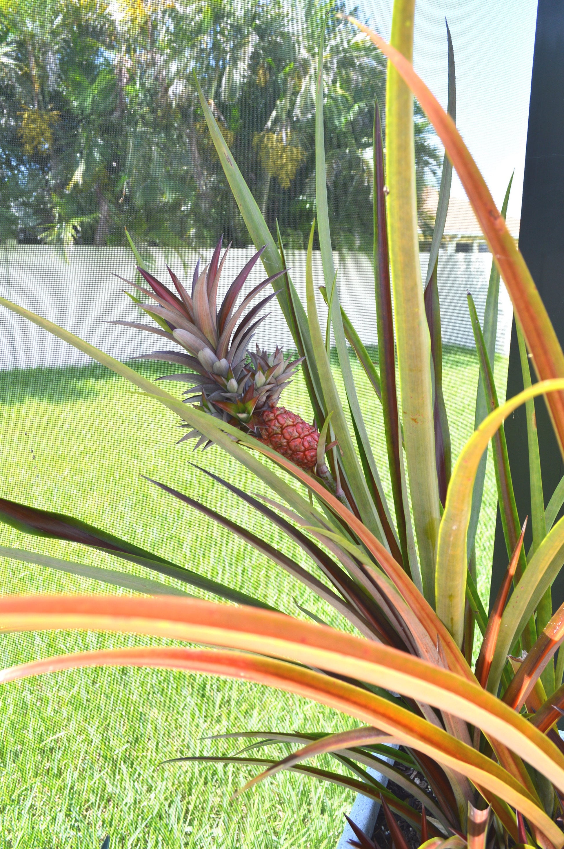 Sunny Florida Mini Red PINEAPPLE Plants 8-24" Tall Spineless Modern Architectural Tropical Vegetation House Plant Ornamental