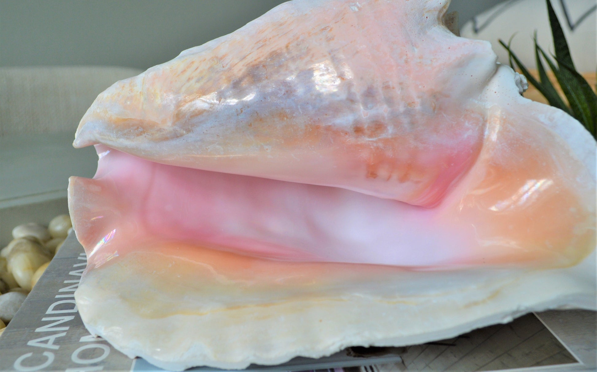 BAHAMA PINK CONCH Shell *All Sizes* Natural Upcycled Sustainable Display Seashell Coastal Home Beach Décor Caribbean Queen