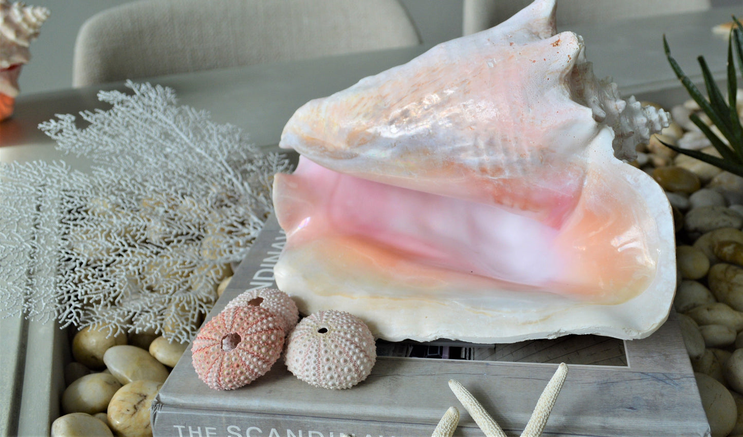 BAHAMA PINK CONCH Shell *All Sizes* Natural Upcycled Sustainable Display Seashell Coastal Home Beach Décor Caribbean Queen