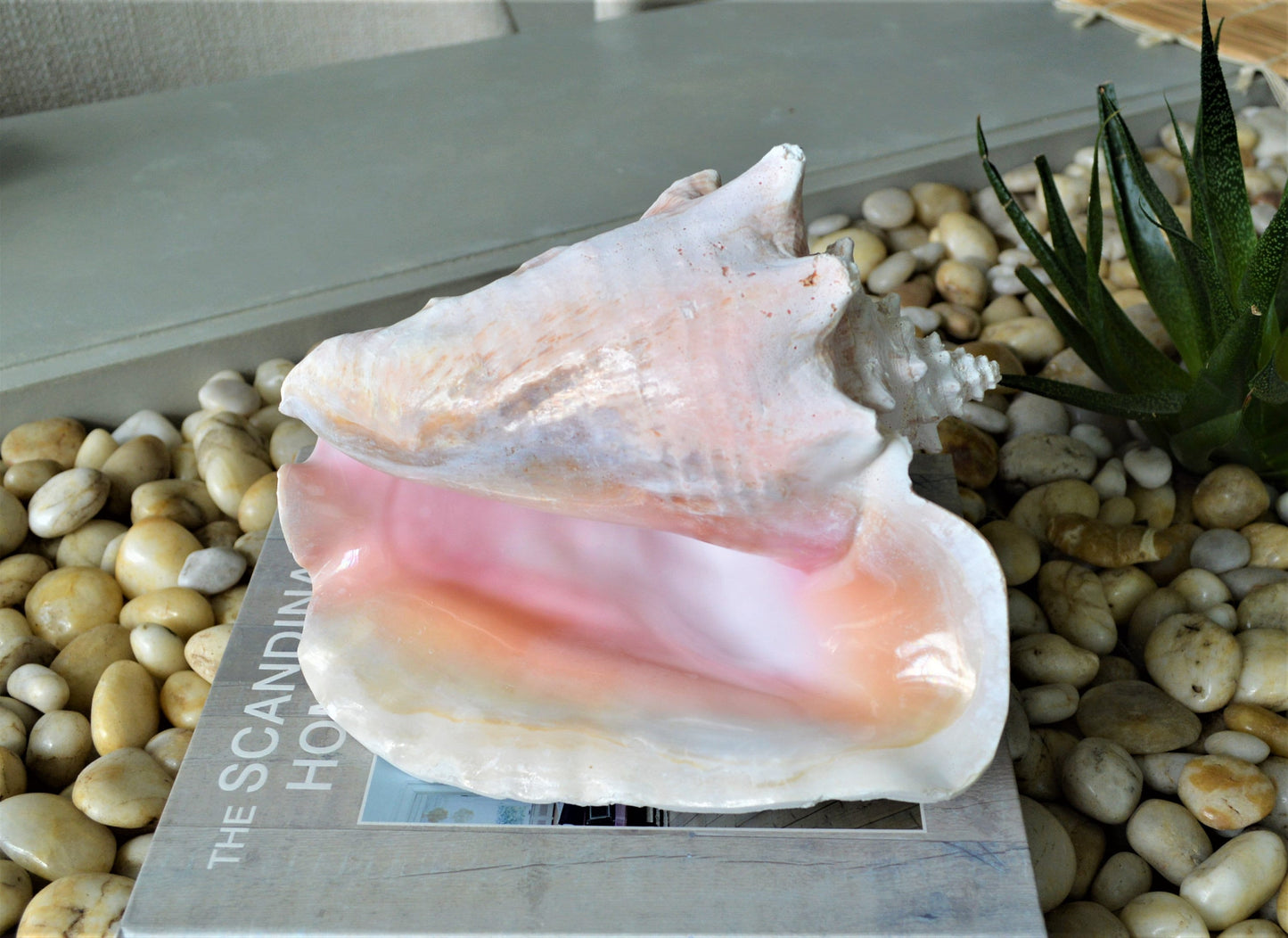 BAHAMA PINK CONCH Shell *All Sizes* Natural Upcycled Sustainable Display Seashell Coastal Home Beach Décor Caribbean Queen