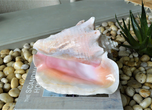 BAHAMA PINK CONCH Shell *All Sizes* Natural Upcycled Sustainable Display Seashell Coastal Décor