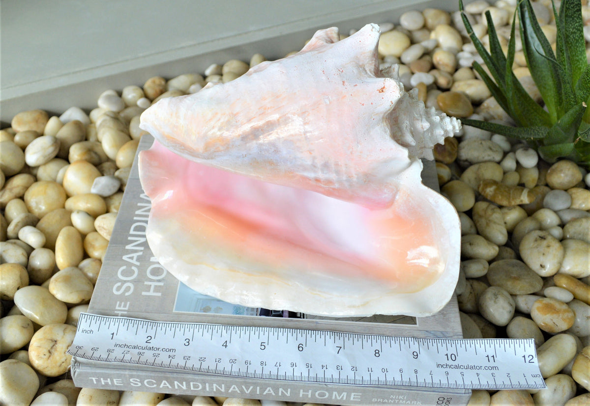 BAHAMA PINK CONCH Shell *All Sizes* Natural Upcycled Sustainable Display Seashell Coastal Décor