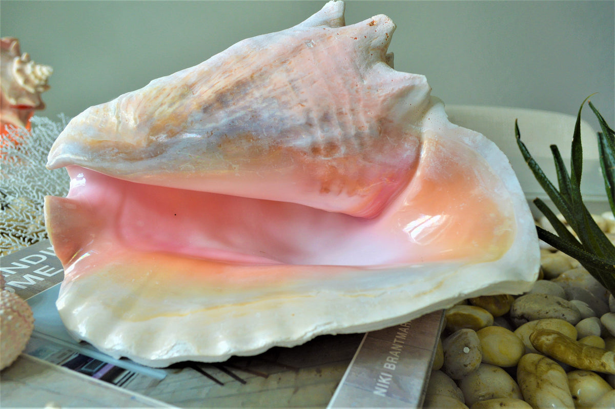 BAHAMA PINK CONCH Shell *All Sizes* Natural Upcycled Sustainable Display Seashell Coastal Décor