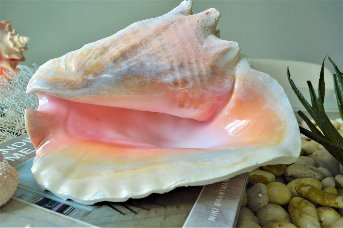 BAHAMA PINK CONCH Shell *All Sizes* Natural Upcycled Sustainable Display Seashell Coastal Décor