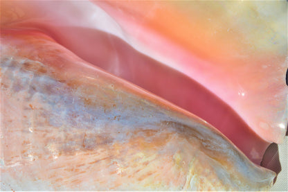 BAHAMA PINK CONCH Shell *All Sizes* Natural Upcycled Sustainable Display Seashell Coastal Home Beach Décor Caribbean Queen