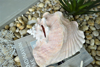 BAHAMA PINK CONCH Shell *All Sizes* Natural Upcycled Sustainable Display Seashell Coastal Décor