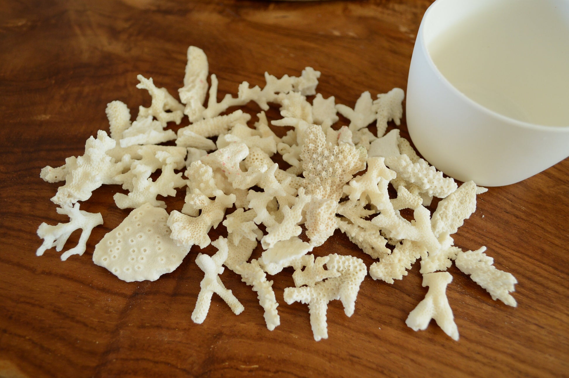 White Coral Rubble 2-4" Pieces *You Choose Size* Craft Seashells Shell Coastal Beach Décor Bowl Filler Fragments