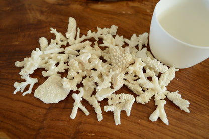 White Coral Rubble 2-4" Pieces *You Choose Size* Craft Seashells Shell Coastal Beach Décor Bowl Filler Fragments