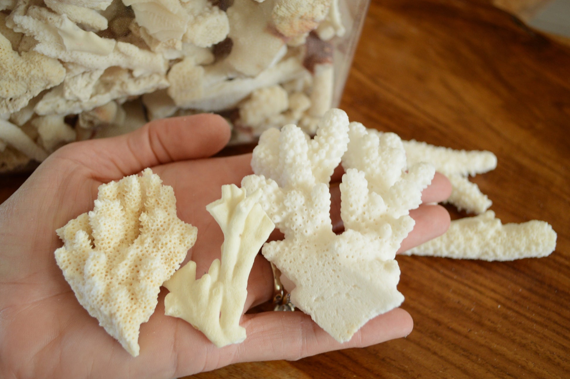 Real Ocean Coral Pieces: 2-4" Coastal Beach Décor, Craft