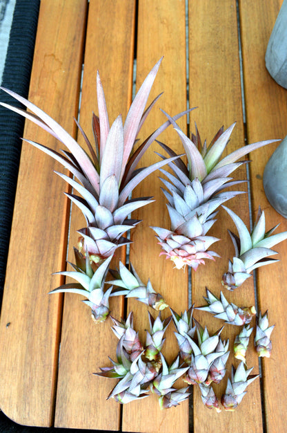 Sunny Florida Mini Red PINEAPPLE Plants 8-24" Tall Spineless Modern Architectural Tropical Vegetation House Plant Ornamental