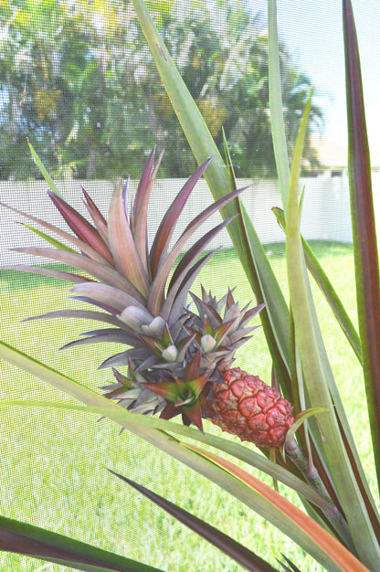 Sunny Florida Mini Red PINEAPPLE Plants 8-24" Tall Spineless Modern Architectural Tropical Vegetation House Plant Ornamental