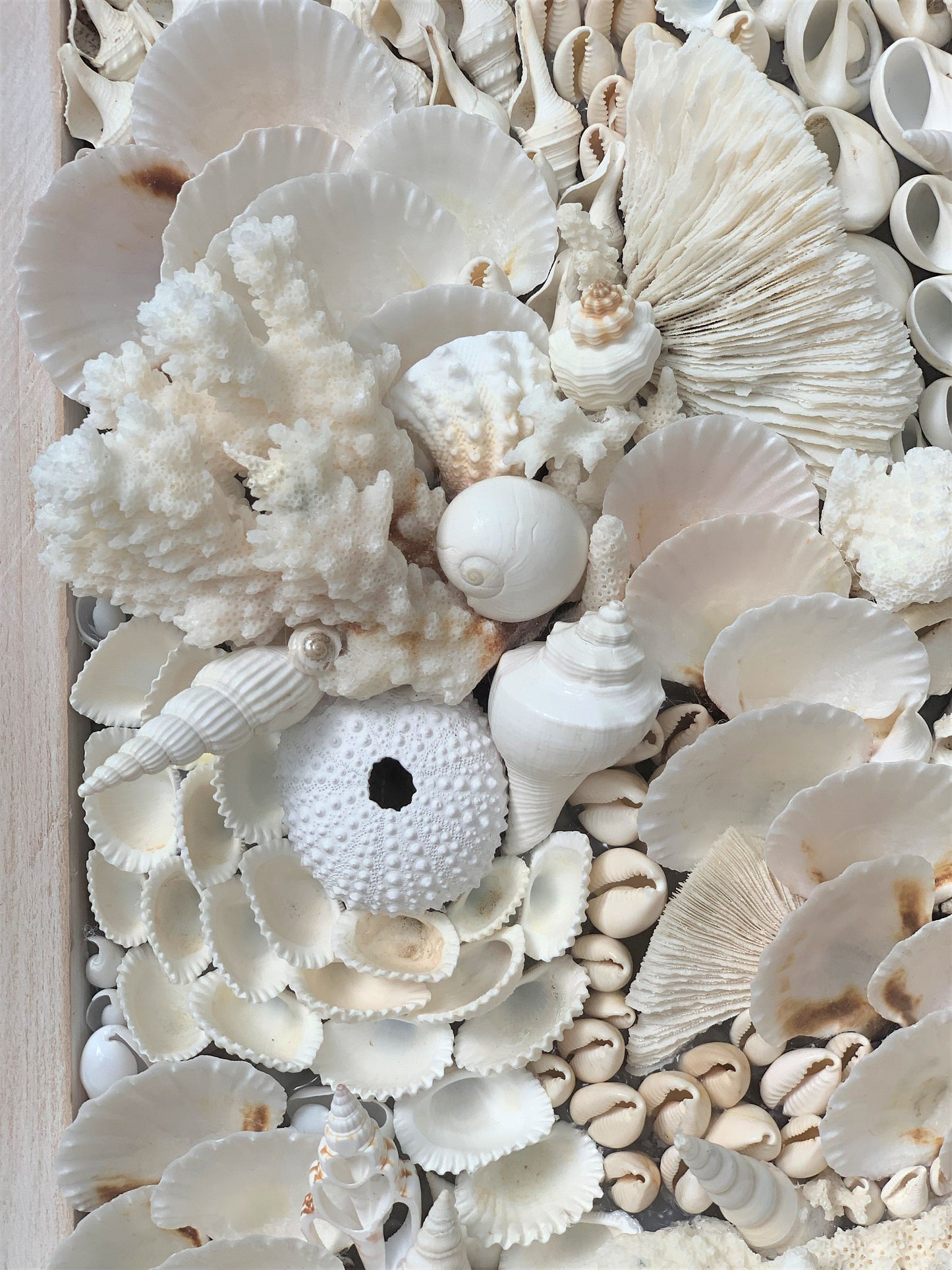 Organic Seashell Wall Art: Natural White Shells, Coral, Urchins 36”x12"