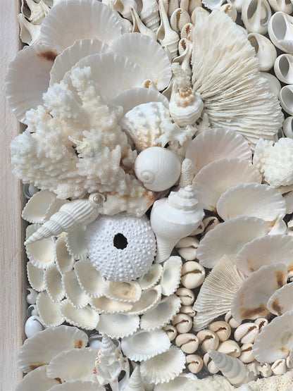 Organic Seashell Wall Art: Natural White Shells, Coral, Urchins 36”x12"