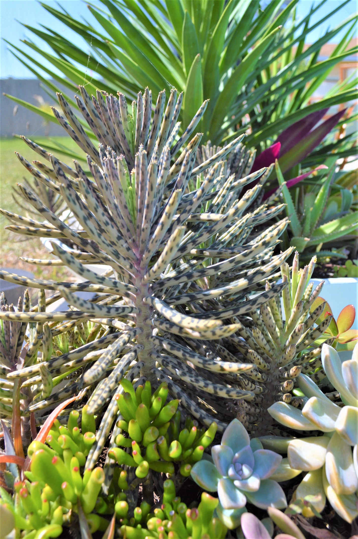 Mother Of Millions (6" cuttings) Kalanchoe tubiflora) Chandelier plant, succulent, Green Blue Purple Color Live Succulent Plant or Cutting