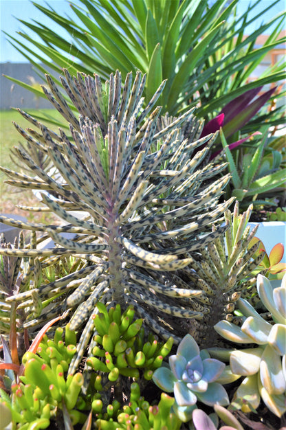 Mother Of Millions (6" cuttings) Kalanchoe tubiflora) Chandelier plant, succulent, Green Blue Purple Color Live Succulent Plant or Cutting