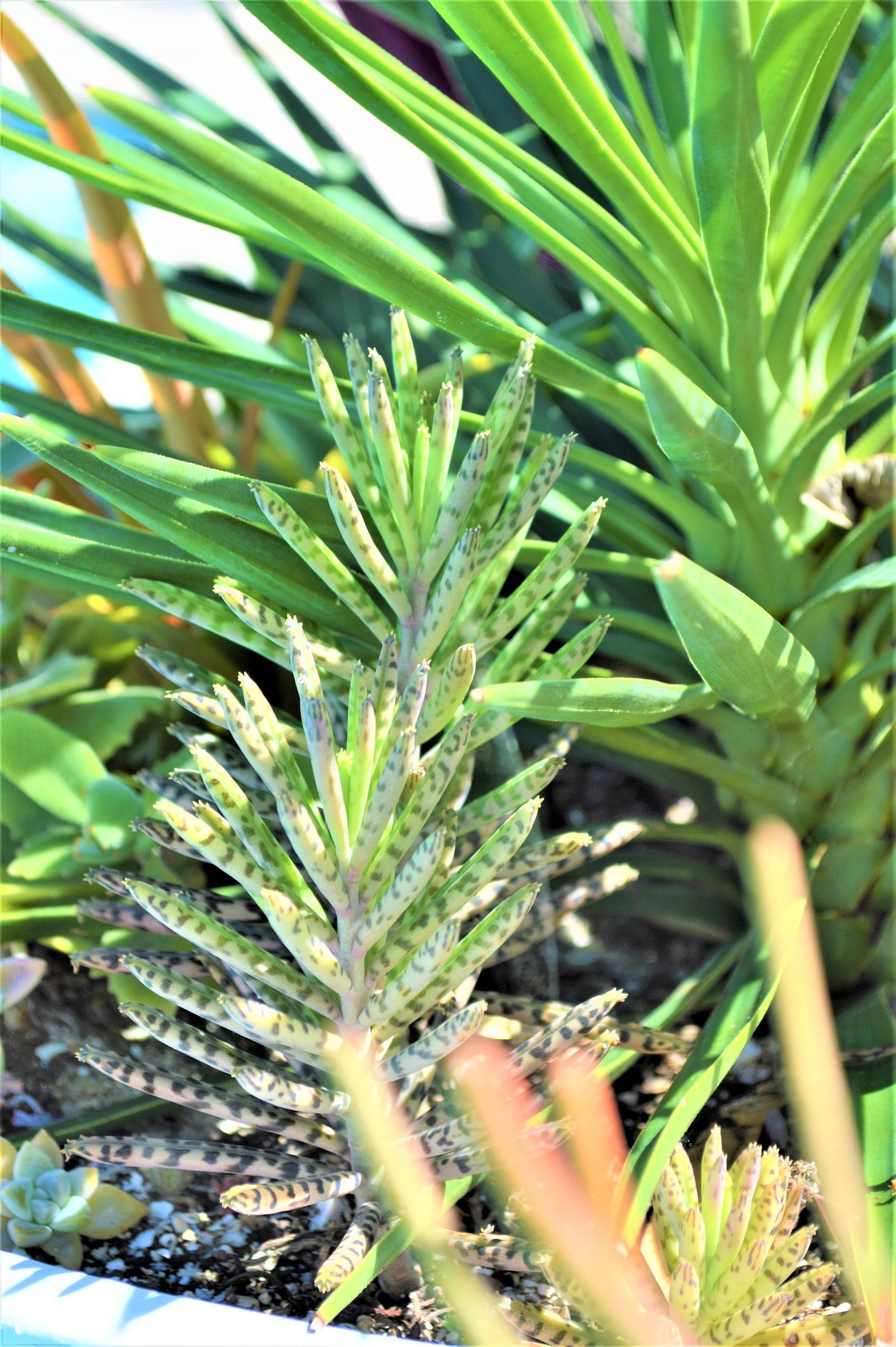Mother Of Millions (6" cuttings) Kalanchoe tubiflora) Chandelier plant, succulent, Green Blue Purple Color Live Succulent Plant or Cutting