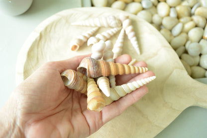 Hand Picked 3-4" Assorted Color Unicorn Horn Turitella Shells Seashells No Broken FREE SHIPPING Purple & Brown Turetella Coastal Craft Decor