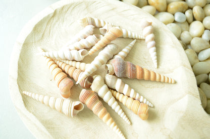 Hand Picked 3-4" Assorted Color Unicorn Horn Turitella Shells Seashells No Broken FREE SHIPPING Purple & Brown Turetella Coastal Craft Decor