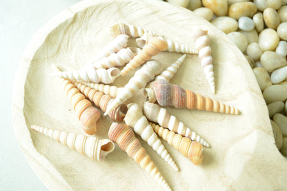 Turritella Unicorn Horn Seashells, 3-4" Large Natural Craft Shells
