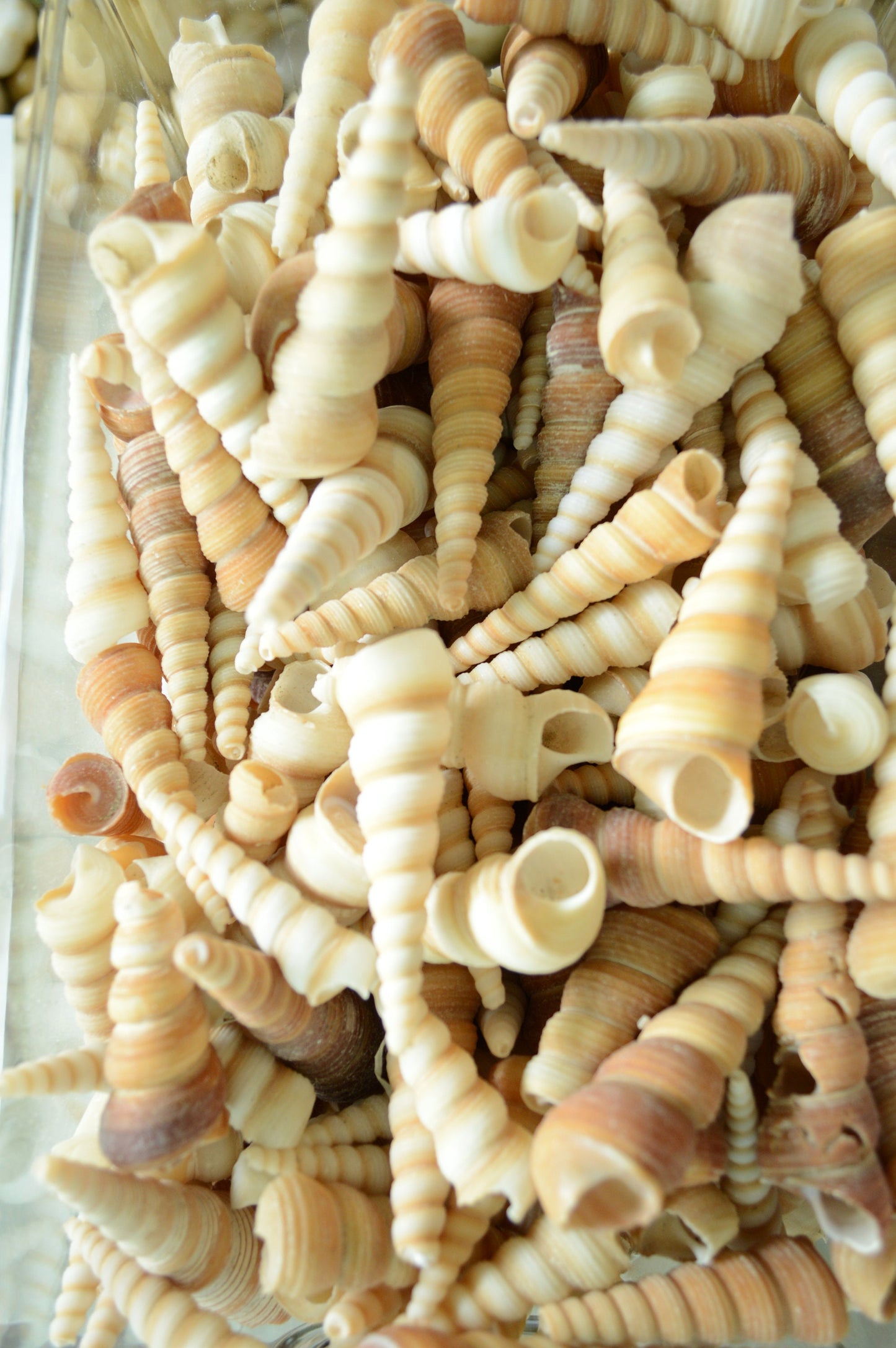 Hand Picked 3-4" Assorted Color Unicorn Horn Turitella Shells Seashells No Broken FREE SHIPPING Purple & Brown Turetella Coastal Craft Decor