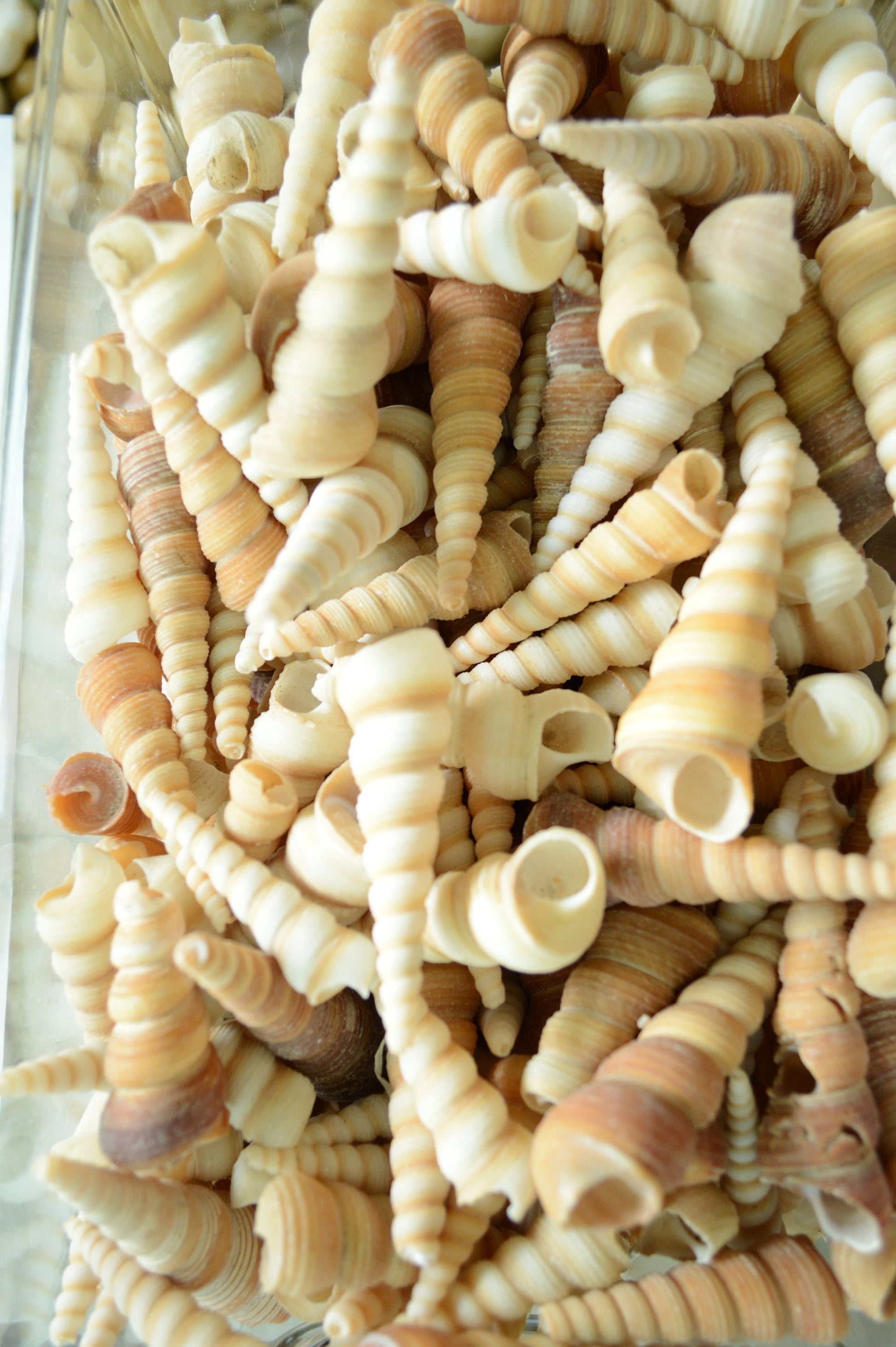 Hand Picked 3-4" Assorted Color Unicorn Horn Turitella Shells Seashells No Broken FREE SHIPPING Purple & Brown Turetella Coastal Craft Decor