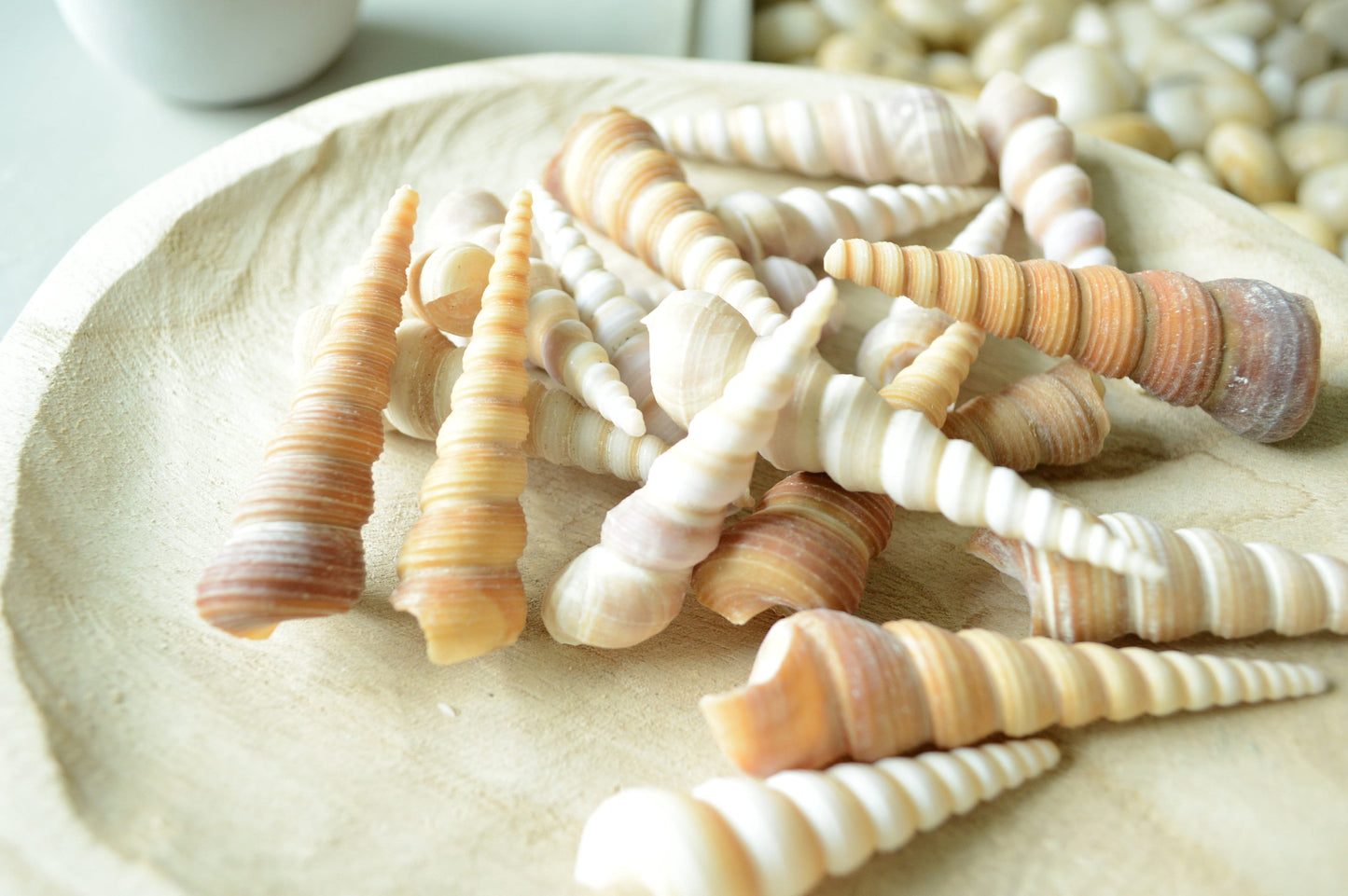Hand Picked 3-4" Assorted Color Unicorn Horn Turitella Shells Seashells No Broken FREE SHIPPING Purple & Brown Turetella Coastal Craft Decor