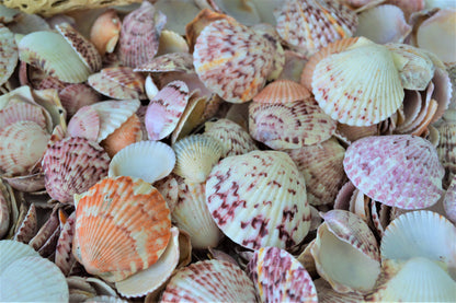 LETS GO SHELLING! Mixed Sanibel & Captiva Florida Beach Handpicked All Sizes Natural Seashells Shells Great for Crafting Coastal Home Décor