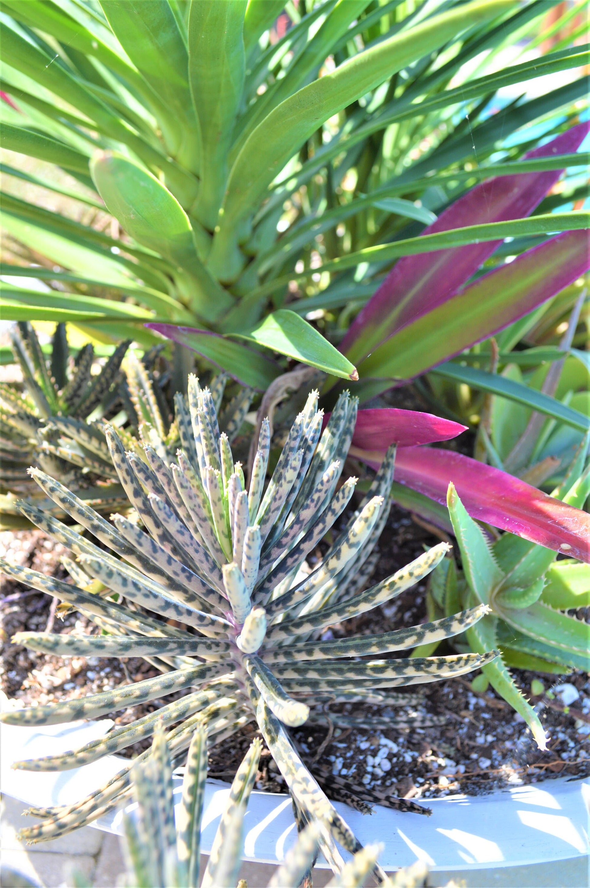 Mother Of Millions (6" cuttings) Kalanchoe tubiflora) Chandelier plant, succulent, Green Blue Purple Color Live Succulent Plant or Cutting